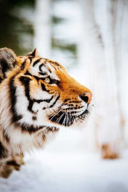 Saint Felicien: Admission to Zoo Sauvage - Winter at Saint-Félicien Zoo Sauvage