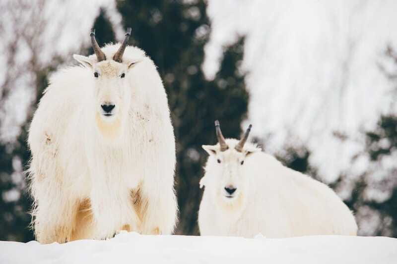Saint Felicien: Admission to Zoo Sauvage - What your $46 admission includes