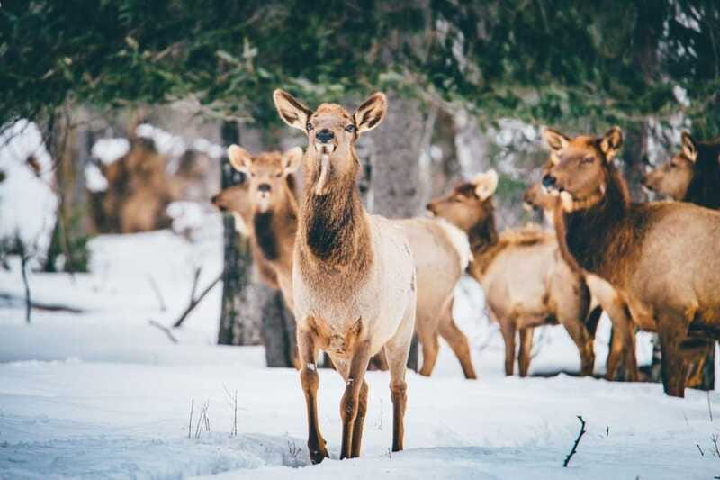 Saint Felicien: Admission to Zoo Sauvage - Practical plan for your visit