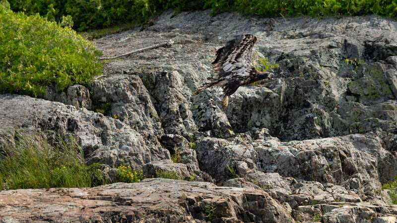 Saint John River: River Relics Kayak Tour - Wildlife from a low seat on the water