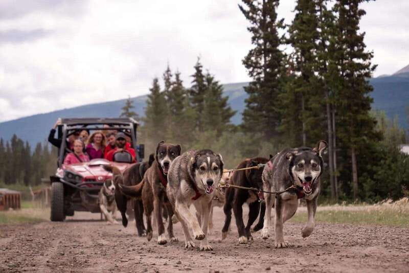 Skagway: Yukon Dog Mushing & Sightseeing Tour - Puppy time, animals, and lunch at Caribou Crossing
