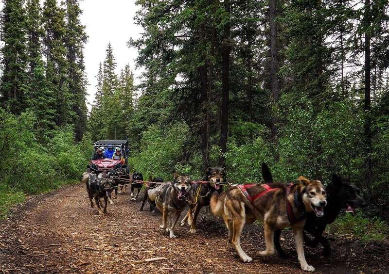 Skagway: Yukon Dog Mushing & Sightseeing Tour - Crossing into Canada with the right documents