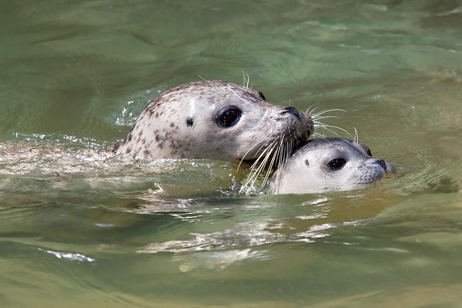 Snorkel, Kayak, and Seal Adventure: Vancouver Boat Tour - Guide quality and wildlife manners