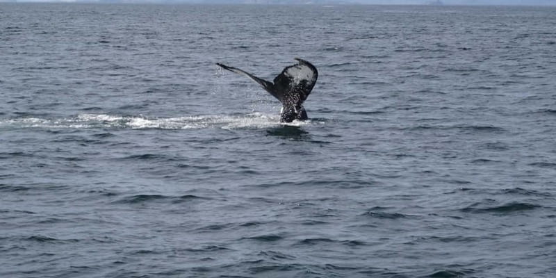 St Johns Premium Tour with Iceberg Quest Boat Cruise - What the Iceberg Quest cruise adds