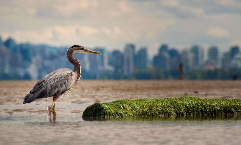 Stanley Park Self Guided Bike Tour - Third Beach, Second Beach, and Lost Lagoon