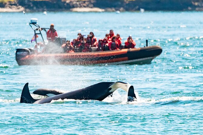Summer Whale Watching Tour in a Zodiac Boat in Victoria - Key points at a glance