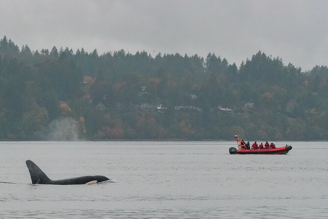 Summer Whale Watching Tour in a Zodiac Boat in Victoria - Race Rocks and the Olympic Mountain backdrop