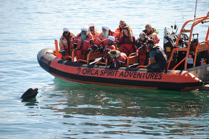 Summer Whale Watching Tour in a Zodiac Boat in Victoria - What makes the small group worth the price