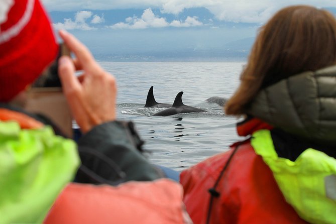 Summer Whale Watching Tour in a Zodiac Boat in Victoria - Who should book this whale tour?