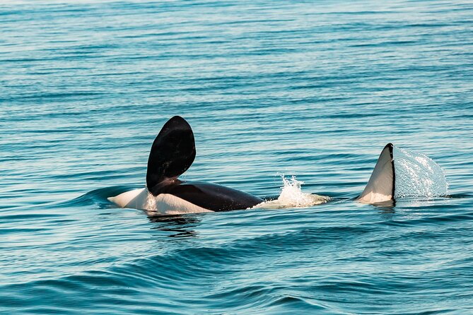 Summer Whale Watching Tour in a Zodiac Boat in Victoria - The ride to Fort Rodd Hill and Fisgard Lighthouse