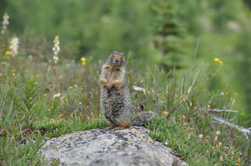 Sunshine Meadows Daily Guided Hike with Gondola - Key points to know before you book