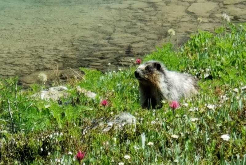 Sunshine Meadows Daily Guided Hike with Gondola - Is $116 a fair price?