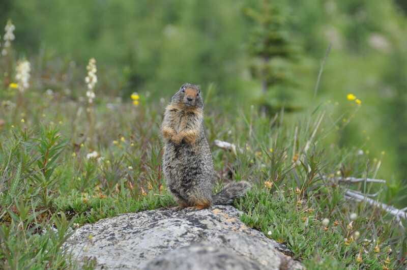Sunshine Meadows Daily Guided Hike with Gondola - Who should choose this hike?