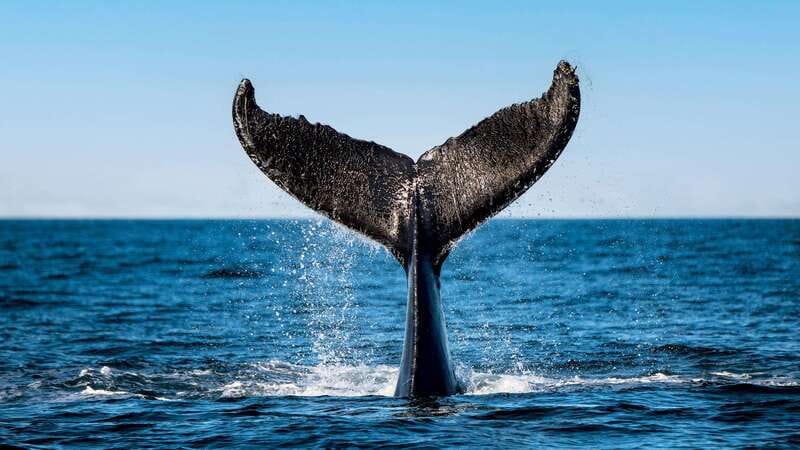 Tadoussac/Charlevoix: 3-Hour Whale Watching Boat Tour - Key points at a glance