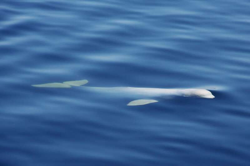 Tadoussac/Charlevoix: 3-Hour Whale Watching Boat Tour - Watching belugas, minkes, fins, and humpbacks