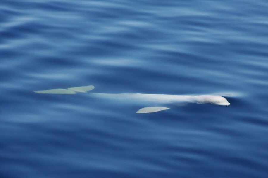 Tadoussac/Charlevoix: 3-Hour Whale Watching Boat Tour - Entering the Saguenay Fjord