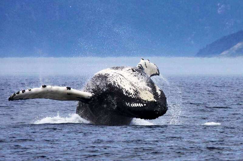Tadoussac/Charlevoix: 3-Hour Whale Watching Boat Tour - Large boat or VIP upgrade?