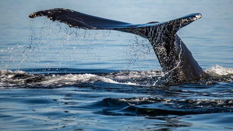 Tadoussac/Charlevoix: 3-Hour Whale Watching Boat Tour - Price, timing, and practical value