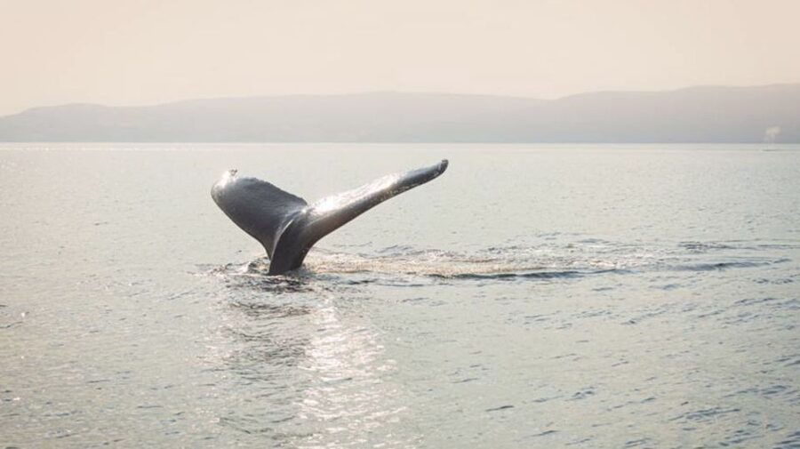 Tadoussac/Charlevoix: VIP Lounge OR UpperDeck Whale Watching - Should you book AML Cruises?