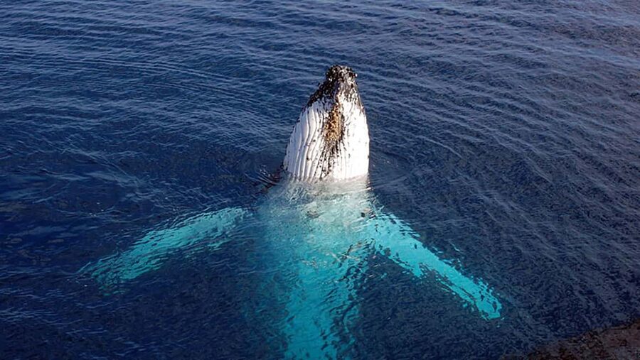 Tadoussac/Charlevoix: VIP Lounge OR UpperDeck Whale Watching - Why Tadoussac is such a good place to look for whales