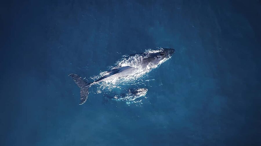 Tadoussac/Charlevoix: VIP Lounge OR UpperDeck Whale Watching - What happens from boarding to open water