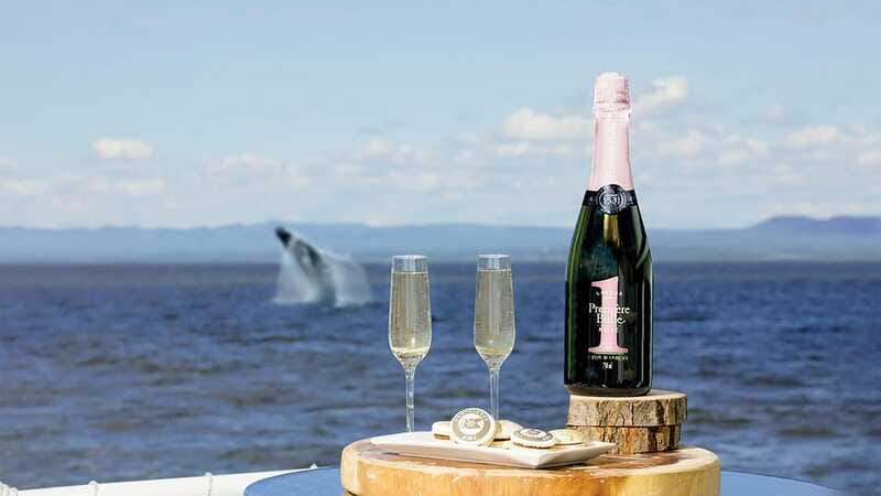 Tadoussac/Charlevoix: VIP Lounge OR UpperDeck Whale Watching - The wildlife: what you may actually see