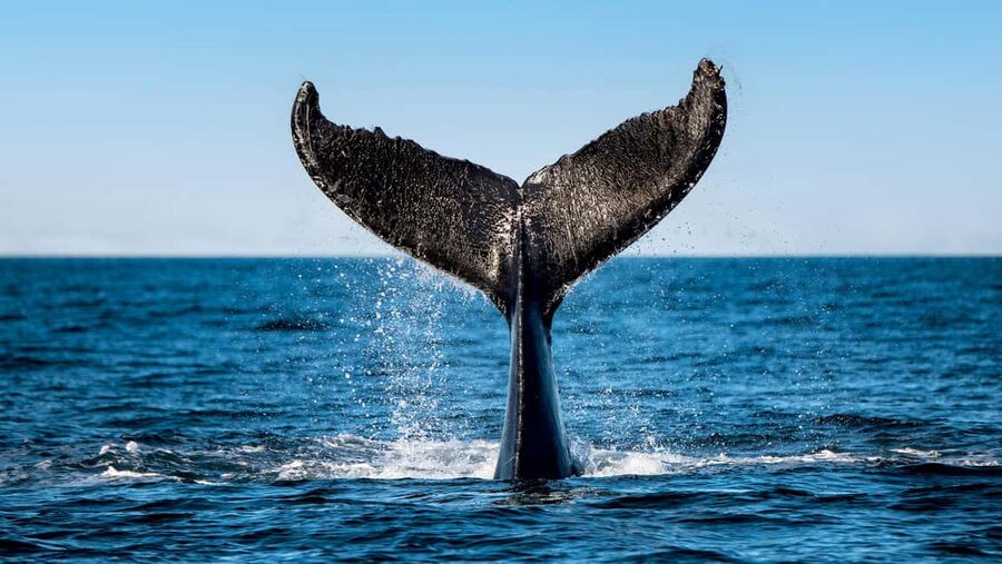 Tadoussac/Charlevoix: VIP Lounge OR UpperDeck Whale Watching - The guide commentary and onboard service