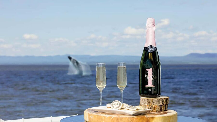 Tadoussac/Charlevoix: VIP Lounge OR UpperDeck Whale Watching - The boat ride and the two VIP choices