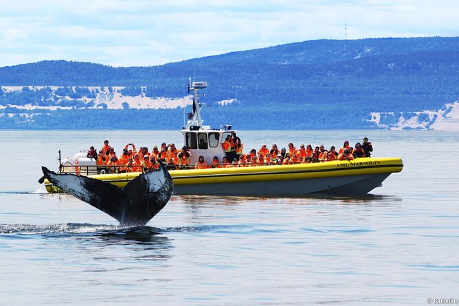 Tadoussac/Charlevoix: Whale Watching Tour - Why Tadoussac is such a strong whale watching base