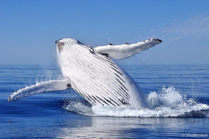 Tadoussac/Charlevoix: Whale Watching Tour - Practical advice for a better outing
