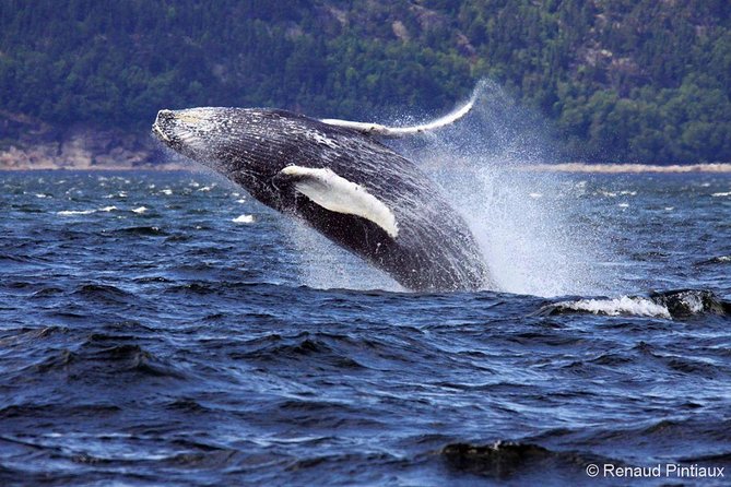 Tadoussac/Charlevoix: Whale Watching Tour - Who should book this cruise?