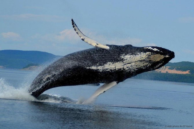Tadoussac/Charlevoix: Whale Watching Tour - Should you book the Tadoussac whale watching tour?