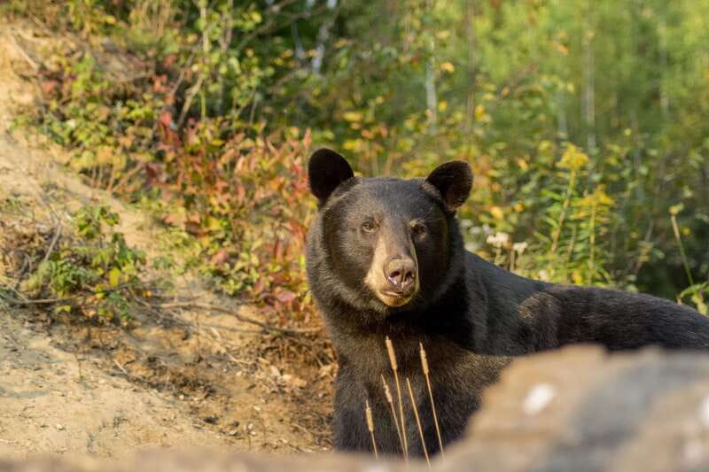 Tadoussac/Charlevoix: Whale Watching Tour & Bear Observation - Key points to know before booking