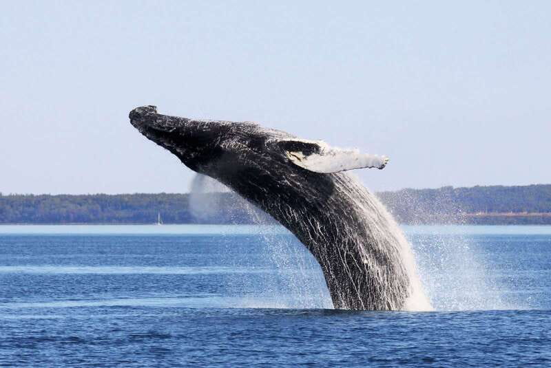 Tadoussac/Charlevoix: Whale Watching Tour & Bear Observation - Two very different wildlife encounters