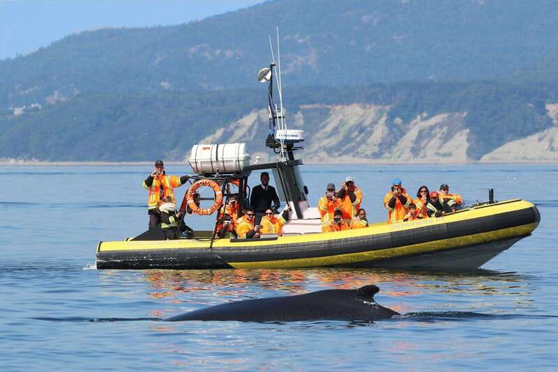 Tadoussac/Charlevoix: Whale Watching Tour & Bear Observation - Large boat or Zodiac?