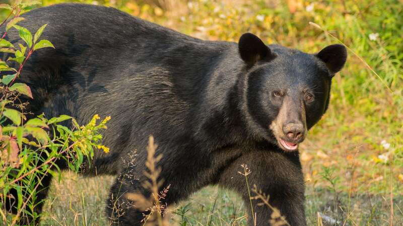 Tadoussac/Charlevoix: Whale Watching Tour & Bear Observation - Black bears at Ferme 5 Étoiles