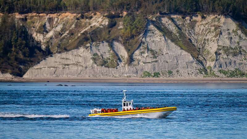 Tadoussac/Charlevoix: Whale Watching Tour & Bear Observation - Who will enjoy this day most?