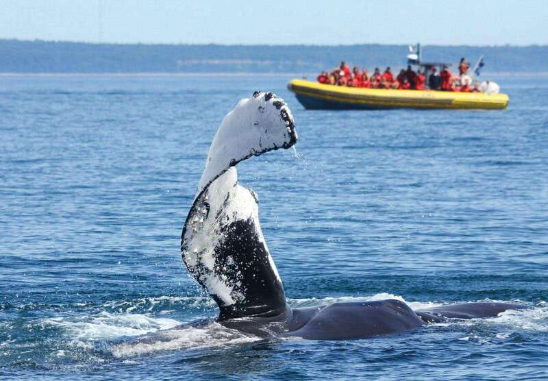 Tadoussac/Charlevoix: Whale Watching Tour & Bear Observation - The whale cruise from Tadoussac or Baie-Sainte-Catherine