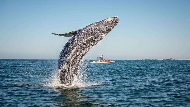 Tadoussac/Charlevoix: Whale Watching Zodiac Tour - Quick points before you book