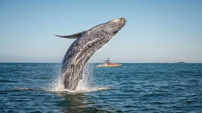 Tadoussac/Charlevoix: Whale Watching Zodiac Tour - How this compares with a larger boat