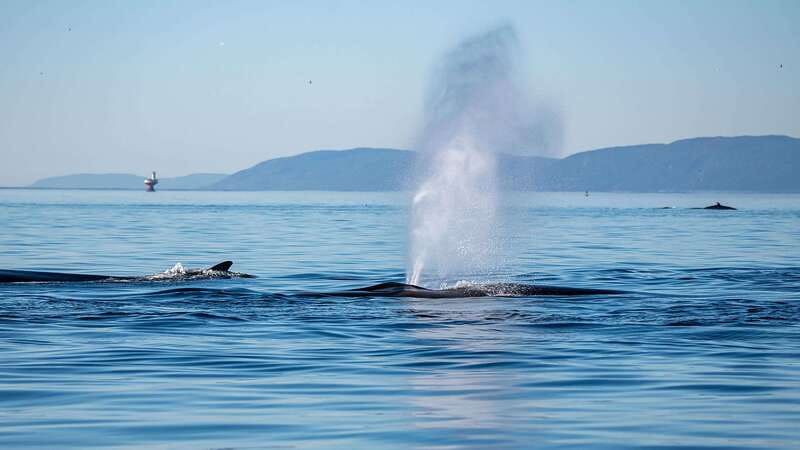 Tadoussac/Charlevoix: Whale Watching Zodiac Tour - What the Zodiac ride feels like