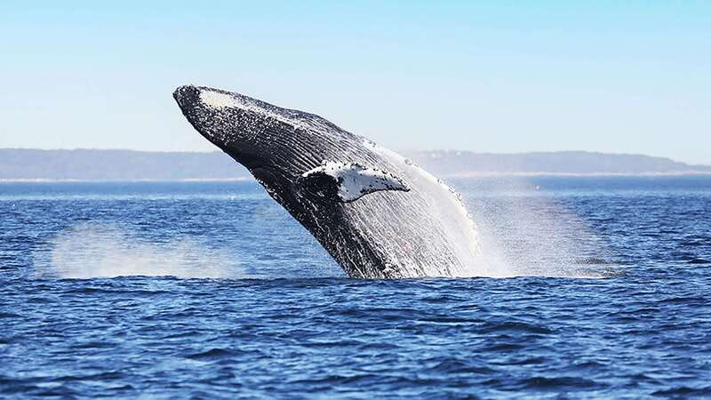 Tadoussac/Charlevoix: Whale Watching Zodiac Tour - The guide’s role in finding whales
