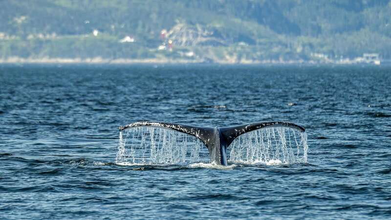 Tadoussac/Charlevoix: Whale Watching Zodiac Tour - Picking the right departure point