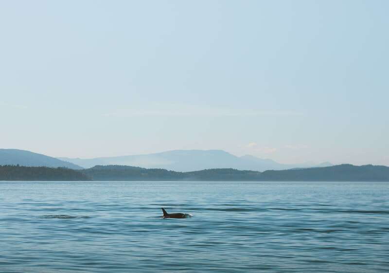 Telegraph Cove: 3-Hour Whale Watching Tour in a Zodiac Boat - Leaving Telegraph Cove in a Twelve-Seat Zodiac