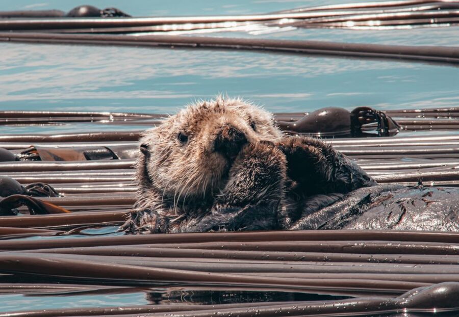 Telegraph Cove: 3-Hour Whale Watching Tour in a Zodiac Boat - FAQ