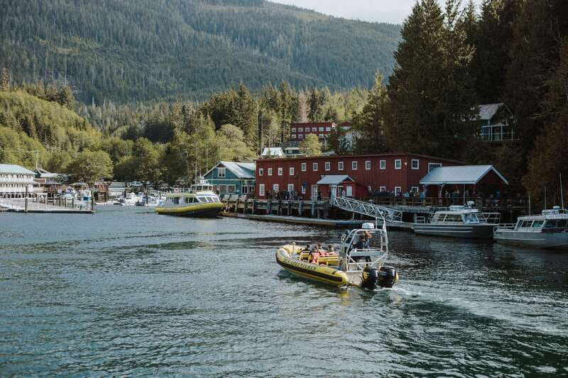 Telegraph Cove: 3-Hour Whale Watching Tour in a Zodiac Boat - Wildlife Beyond the Whales