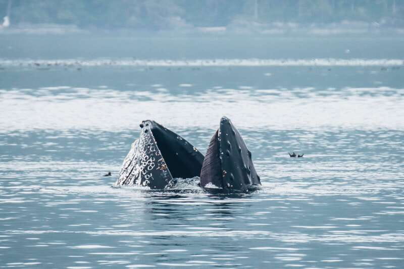 Telegraph Cove: 3-Hour Whale Watching Tour in a Zodiac Boat - What Three Hours Feels Like on the Water