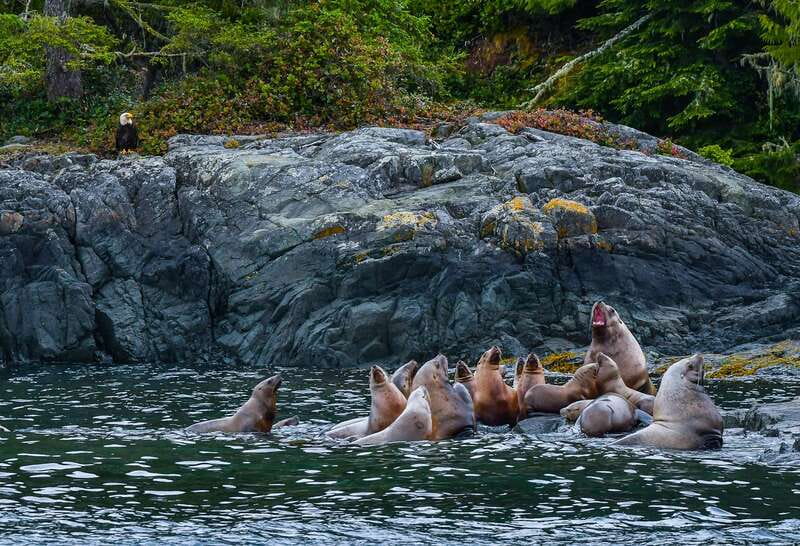 Telegraph Cove: 3-Hour Whale Watching Tour in a Zodiac Boat - Who Will Enjoy This Telegraph Cove Tour?