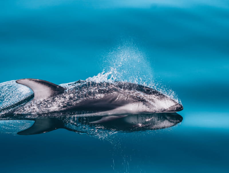 Telegraph Cove: 3-Hour Whale Watching Tour in a Zodiac Boat - Should You Book It?