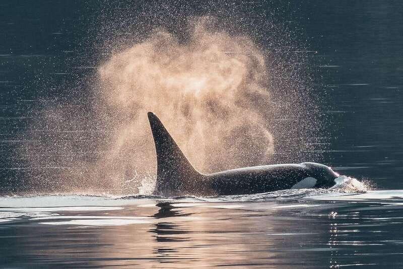 Telegraph Cove: 3-Hour Whale Watching Tour in a Zodiac Boat - The Value of Respectful Whale Watching